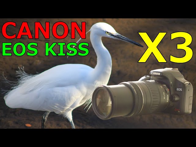 Junk] 3,300 yen CANON EOS KISS X3 Operation check and sample