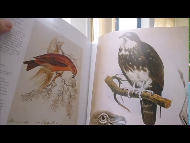 BIRDS: THE ART OF ORNITHOLOGY - YouTube
