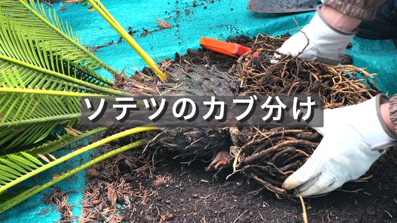 ソテツのカブ分け（ソテツ12号） - YouTube