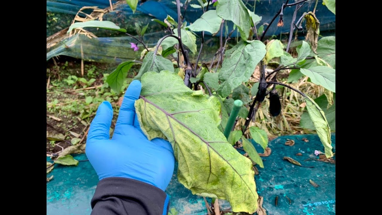 Eggplant disease: Half-wilt disease 19/7/12 - YouTube