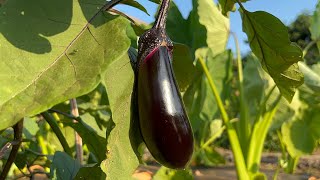 7月に育つ家庭菜園の野菜が凄い！工夫を凝らした野菜作り 23/7/23