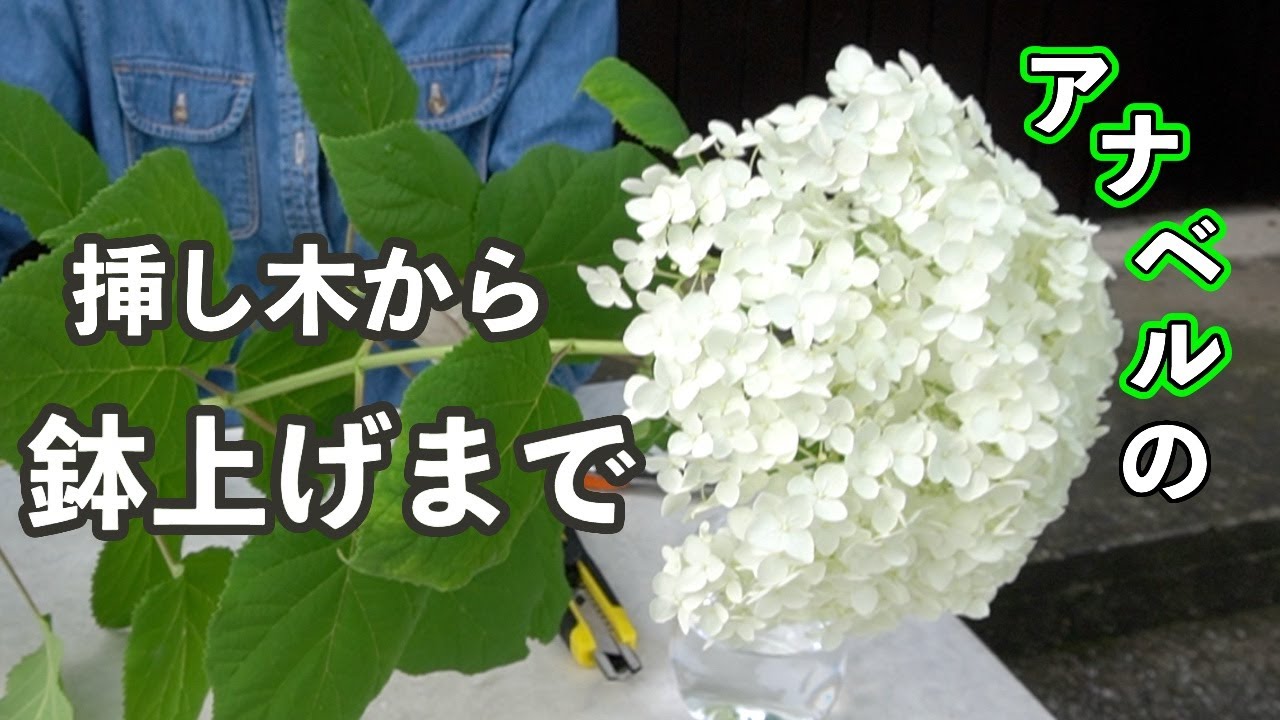 From cuttings to potting up hydrangea Annabelle - YouTube