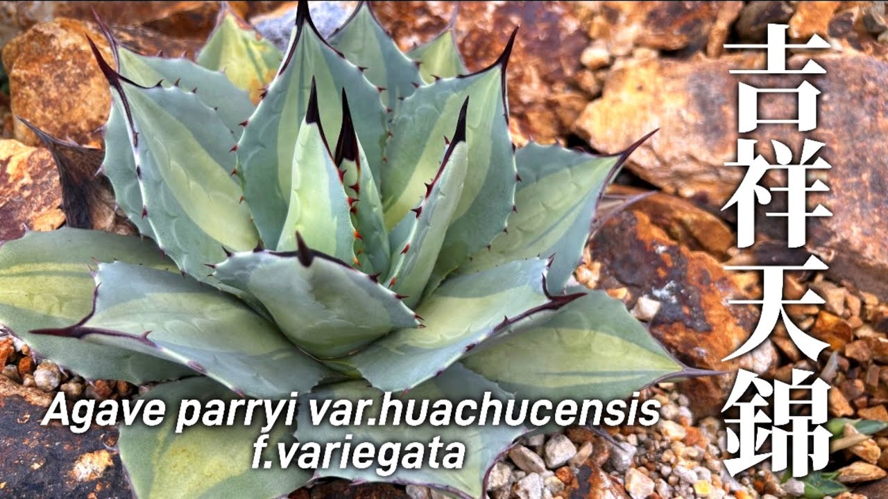 吉祥天錦】アガベ・パリーの人気品種、吉祥天錦の魅力をお伝えします