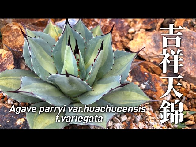 吉祥天錦】アガベ・パリーの人気品種、吉祥天錦の魅力をお伝えします