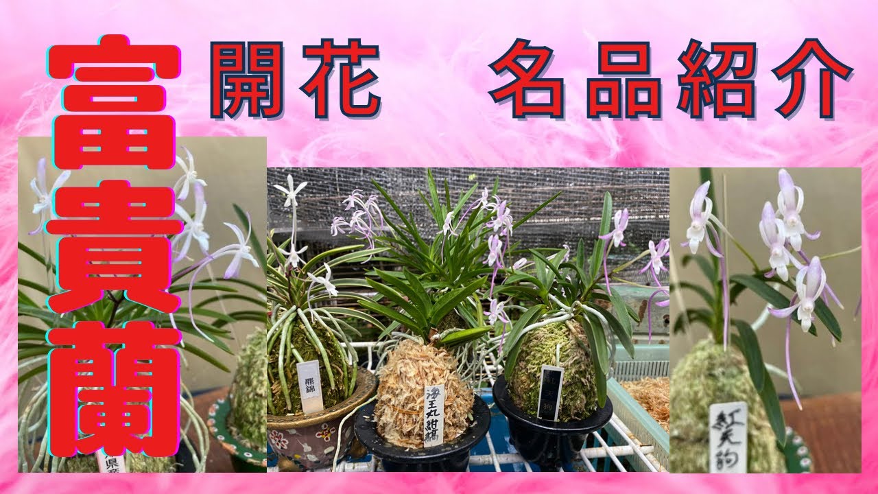 富貴蘭 開花 騙されない本芸 本上品紹介 らんラン園芸ネット - YouTube