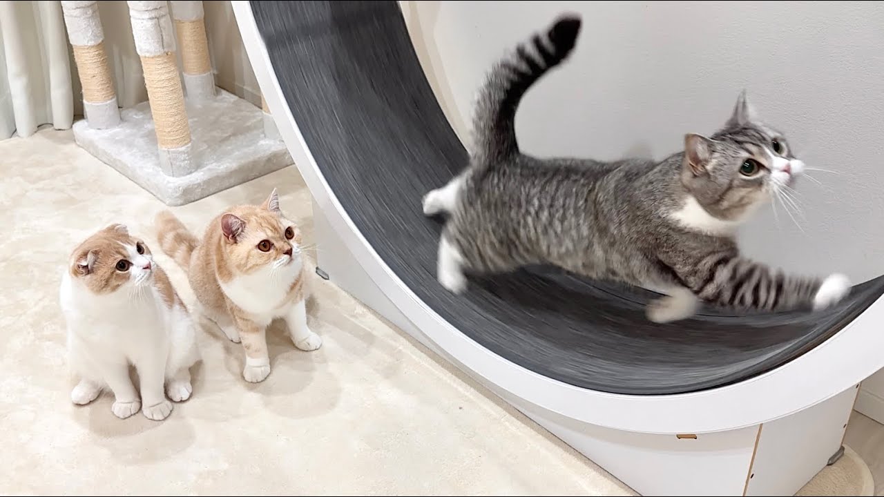 回し車を使いたくて兄の後ろで順番待ちしてる弟たちがかわいすぎました