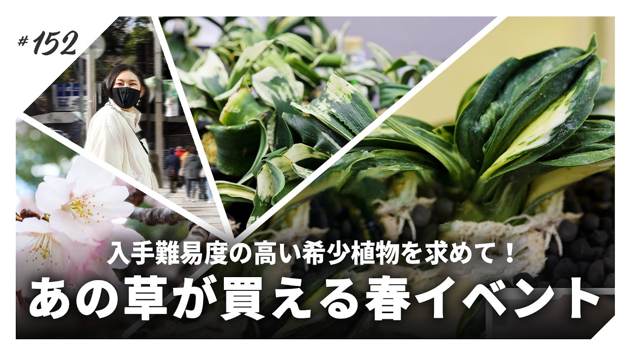 入手難易度が高い「あの希少植物」が日本中から集まる展示即売会へ