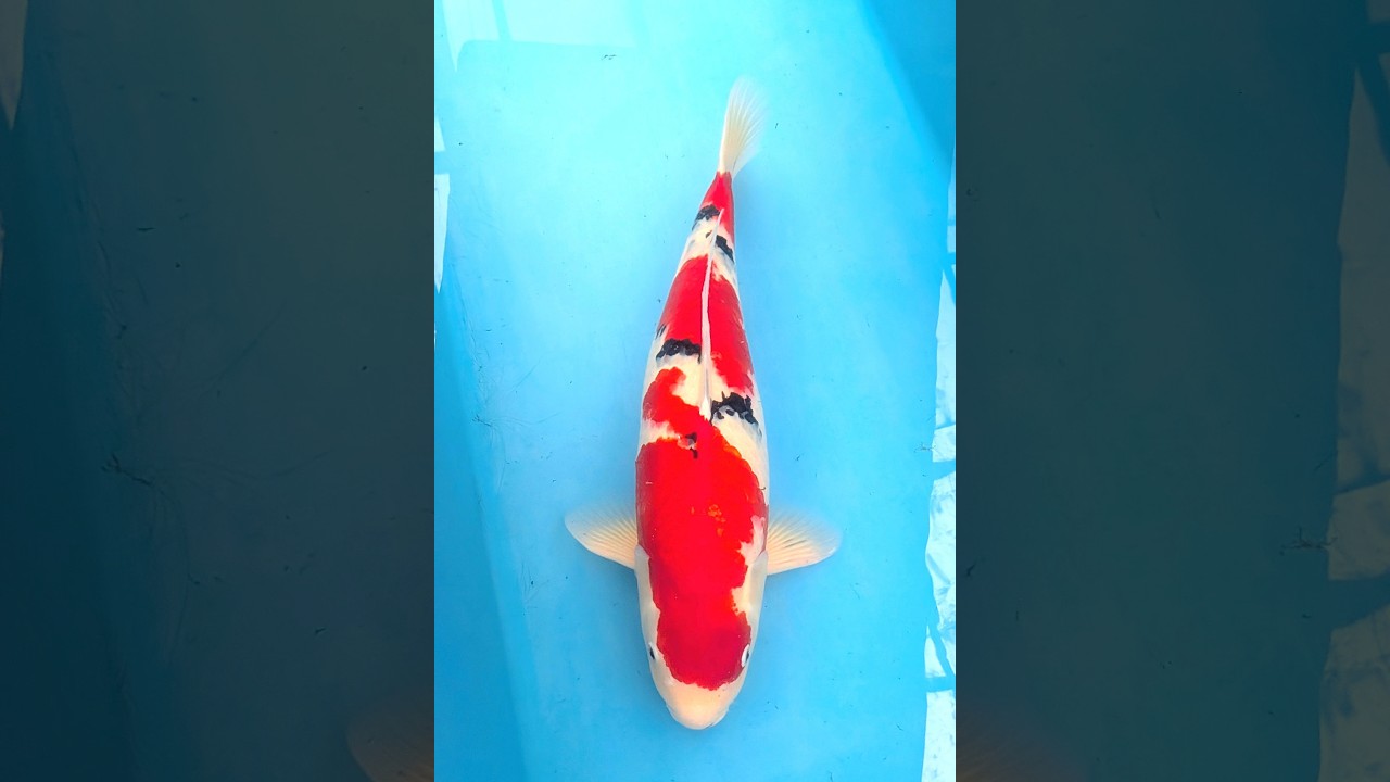 3 大正三色 61㎝ - YouTube