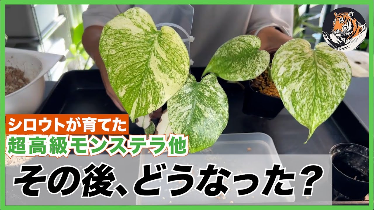 モンステラ・デリシオーサ 'ミント バリエガータ'成長記録・育て方