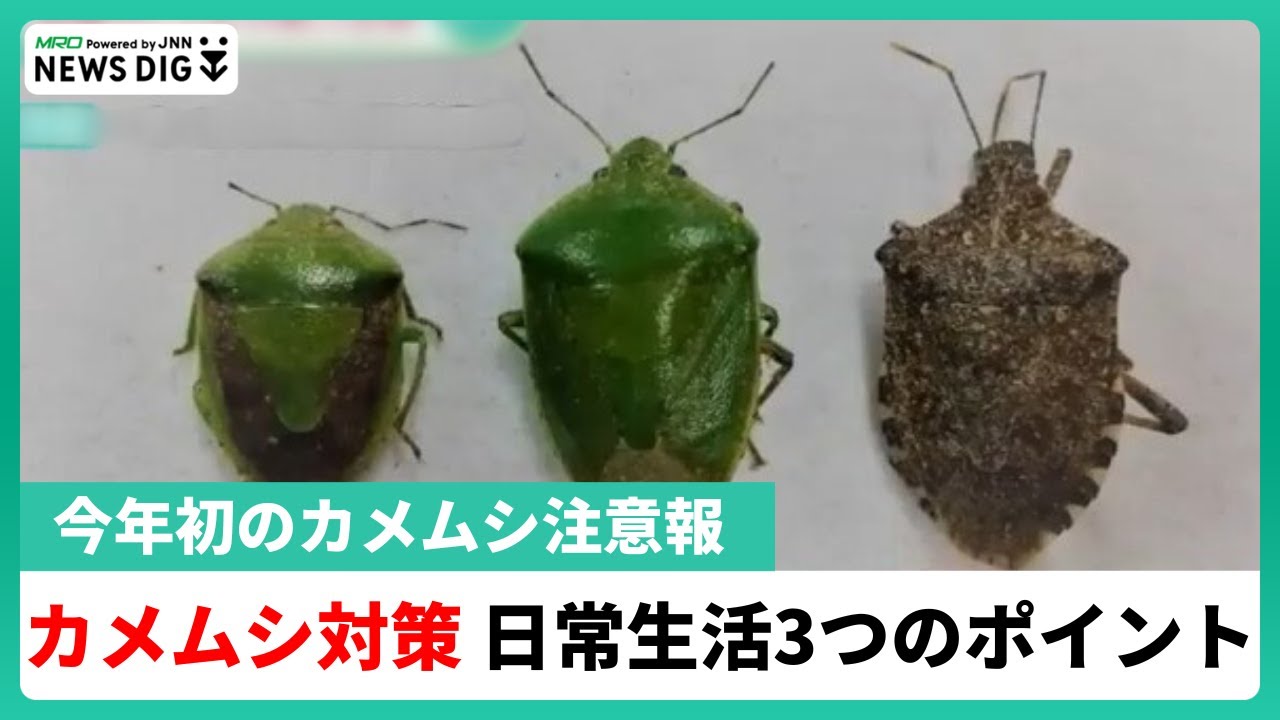 Massive stink bug outbreak! 3 surprising ways to keep them out of