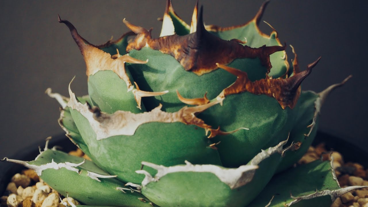 アガベ・チタノタ 黒豹（中）-020｜agave titanota black panther