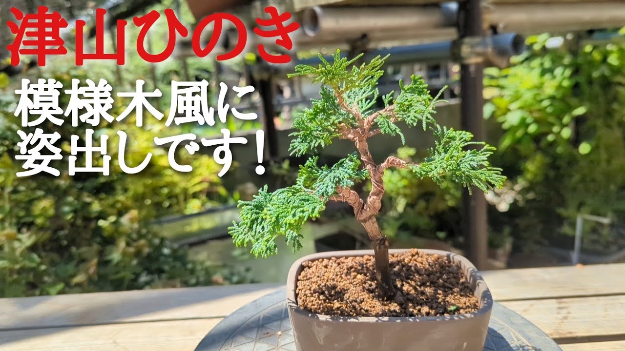 津山ひのきの手入れ模様木風に姿出し！ - YouTube