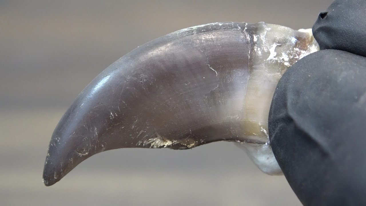 ダイソーつめみがきで熊の爪磨いてみた（追加オプション鏡面コースあり