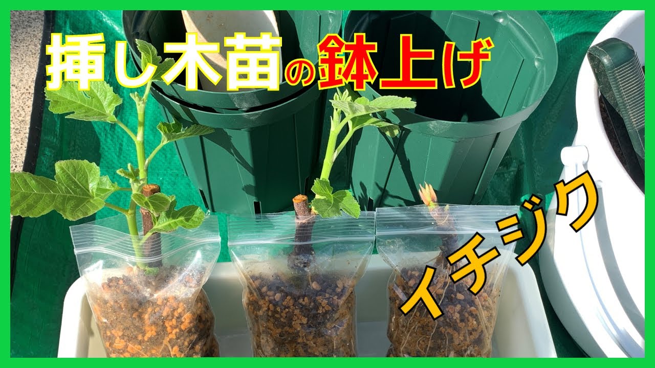 イチジク】イチジク 挿し木苗の経過報告と鉢上げのようすをご紹介
