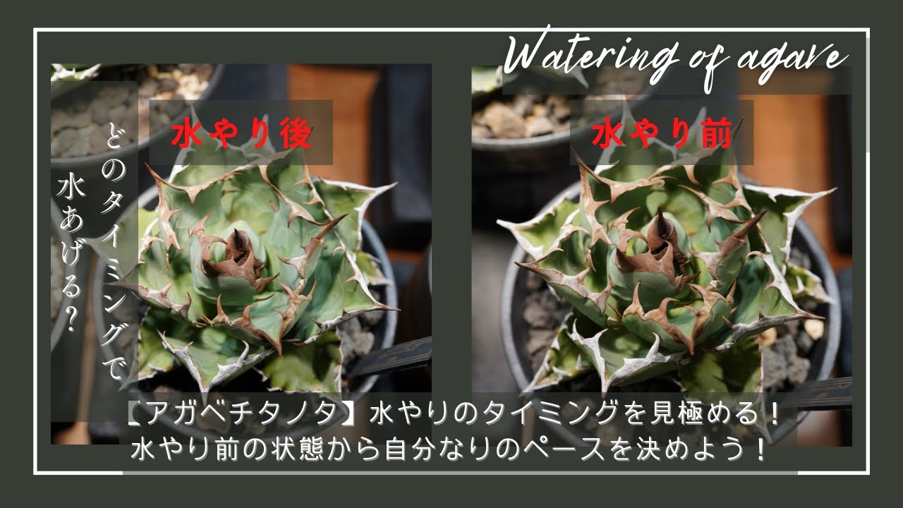 アガベ】水やりのタイミングについて｜ELBAZ FARM
