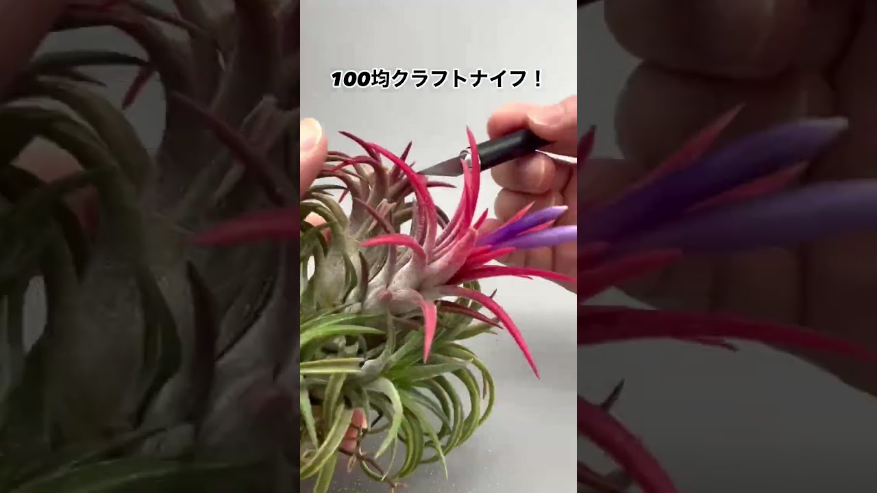 株分け】子株が外れない時の対処法【エアプランツ（チランジア