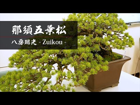 立春盆栽大市】商品紹介 ｜瑞光 ｜那須五葉松の八房 【北盆】国風盆栽