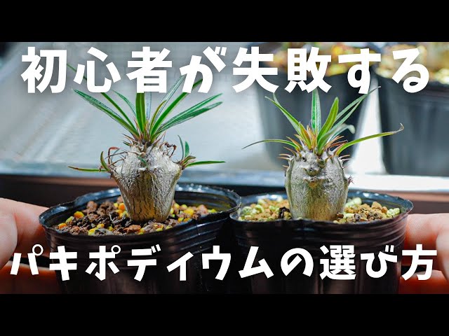 グラキリス実生買うと決めたら見ないと後悔？！丸くなる株の見分け方