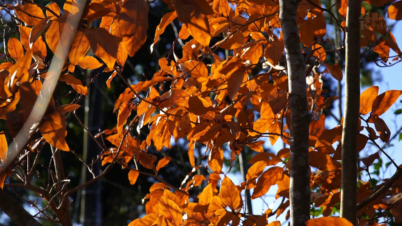 ヤマコウバシ 冬の葉彩 2021 冬第2楽章 - YouTube