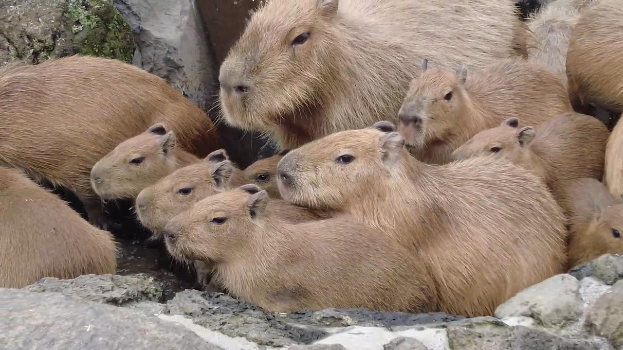 Capybara with mandarin orange on head Izu Shaboten Zoo's original
