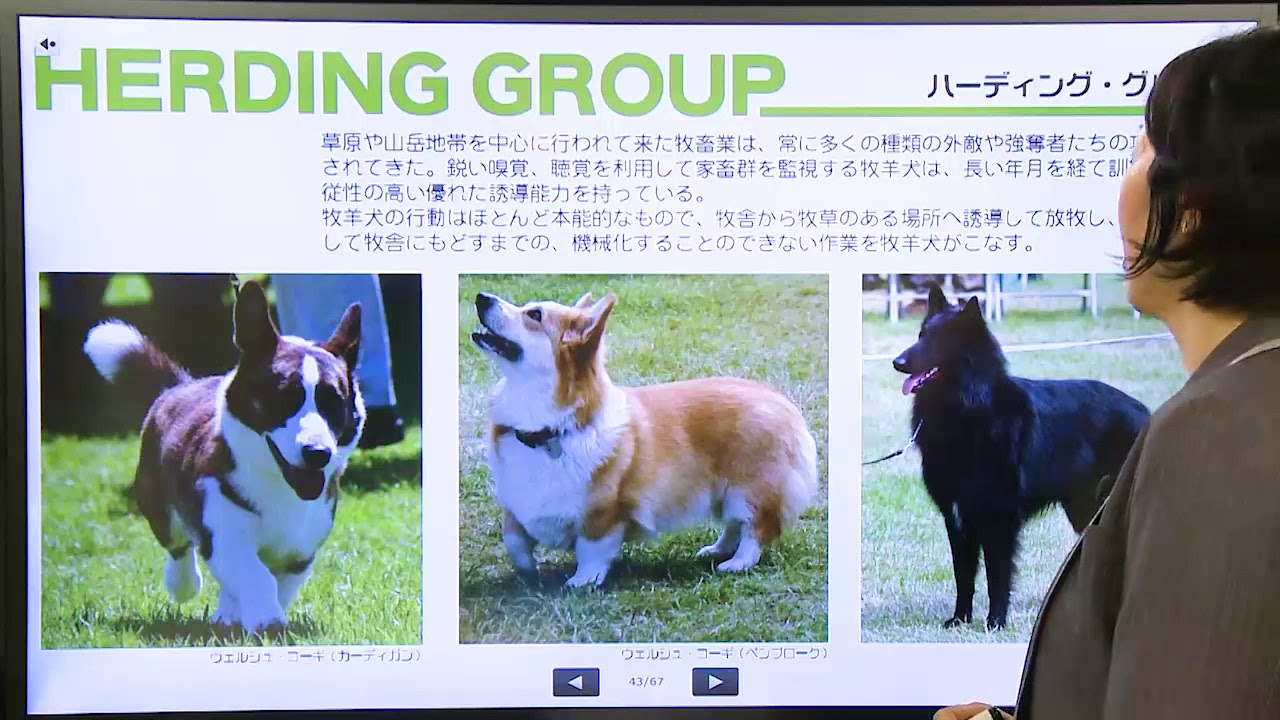 ドッグトレーナー講座|通信教育講座で資格なら「ヒューマンアカデミー