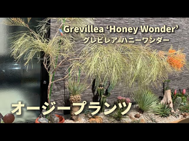 オージープランツ】グレビレア ハニーワンダーを購入 - YouTube