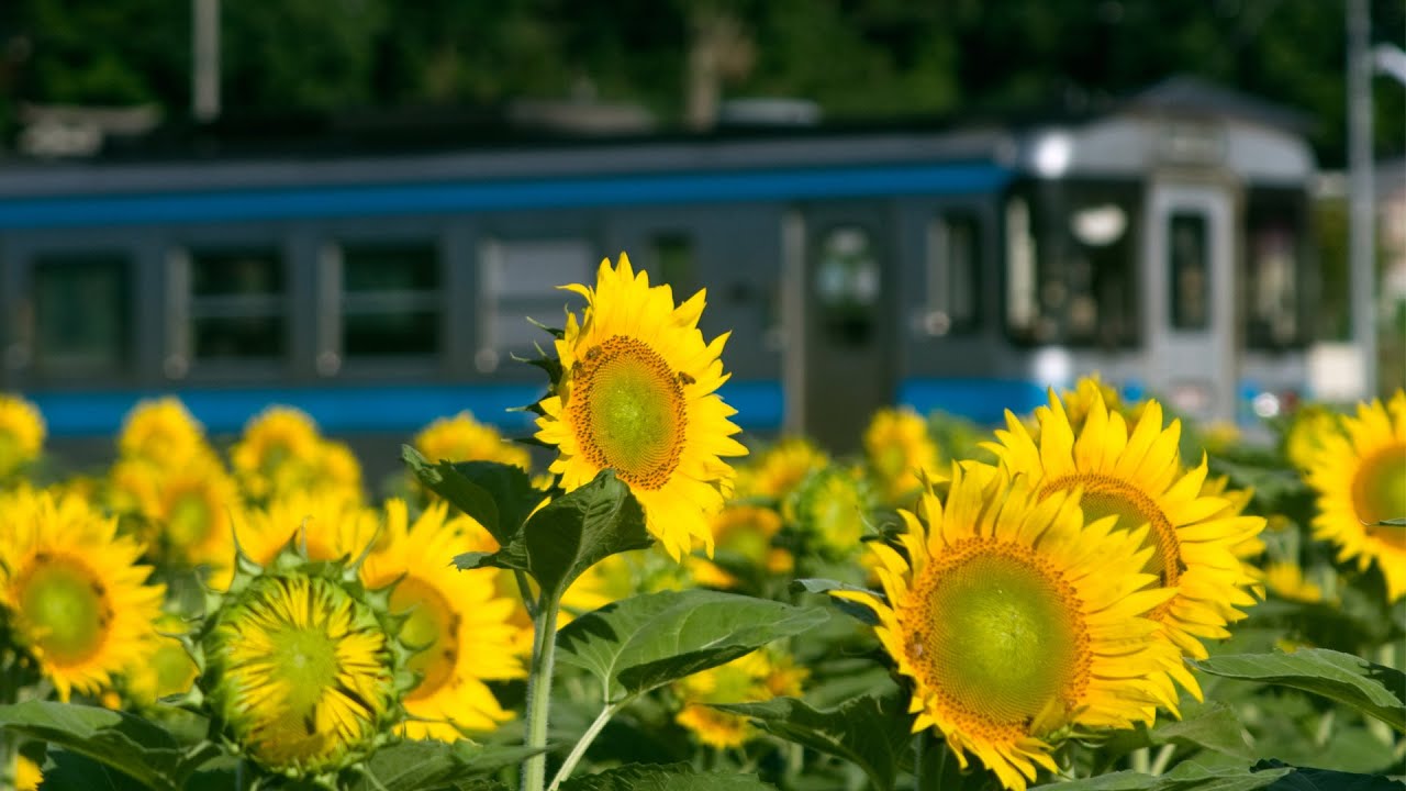 一眼レフ動画 CANON EOS Kiss X5 【1920×1080 29.95i FullHD】 - YouTube