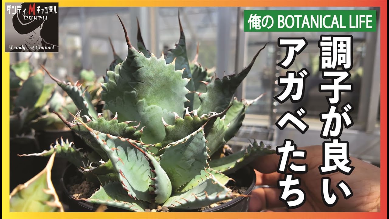 Agaves that have improved in spring (greenhouse edition