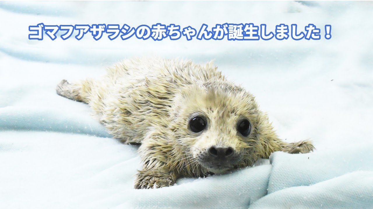 2年ぶり！】ゴマフアザラシの赤ちゃんが誕生しました - YouTube
