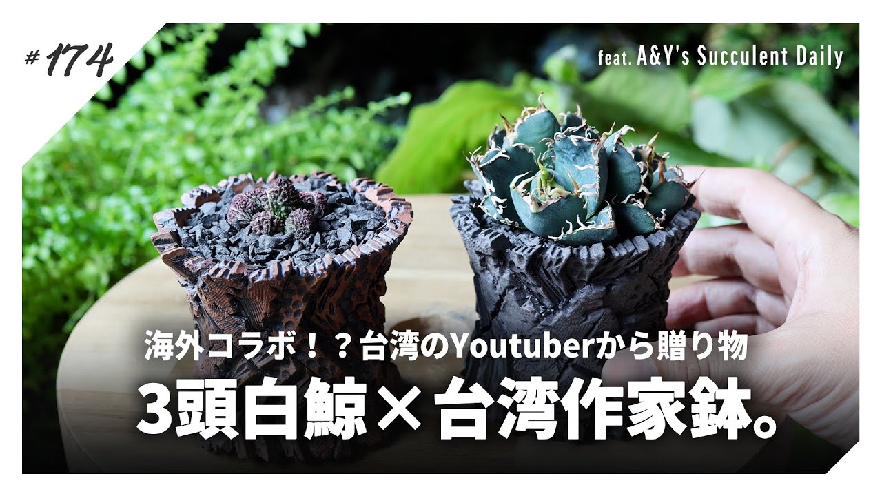 アガベ】台湾のYoutuber夫婦から届いた作家鉢に、3頭白鯨を仕立てる