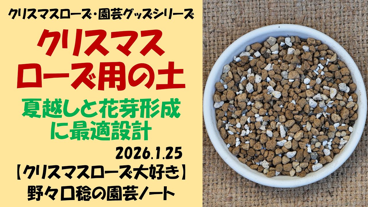 2026.1.25 Soil for Christmas roses (optimal design for over-summer