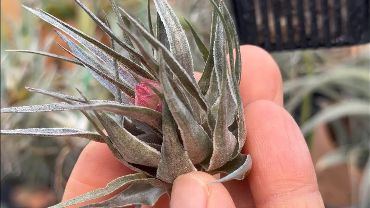 Tillandsia1エアプランツ・エアープランツ専門店生産育成農場