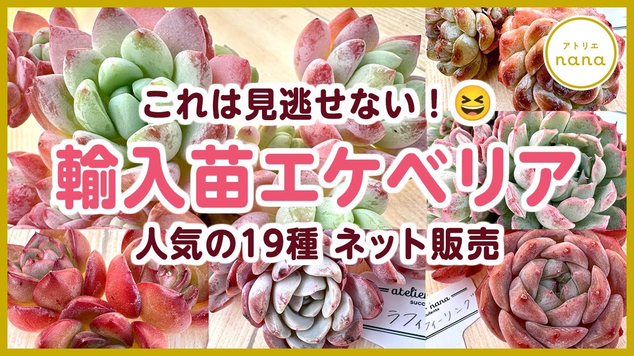 Succulents] 19 imported Echeveria seedlings now available