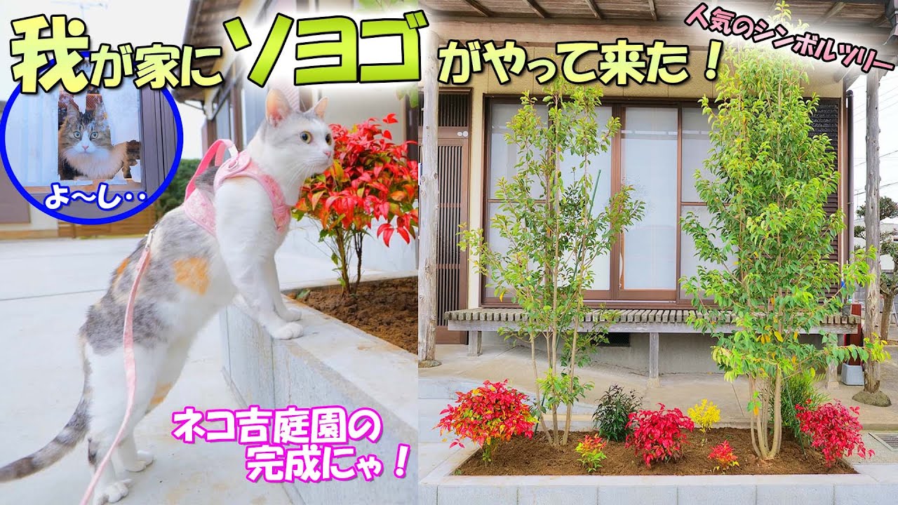 人気の常緑樹ソヨゴの厳選された超神樹形の株立ちを殺風景な玄関前に