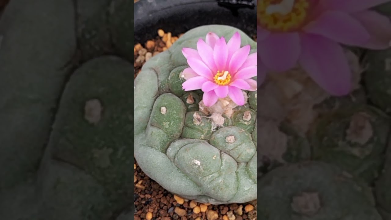 銀冠玉3 Lophophora fricii 2023 05 31 - YouTube