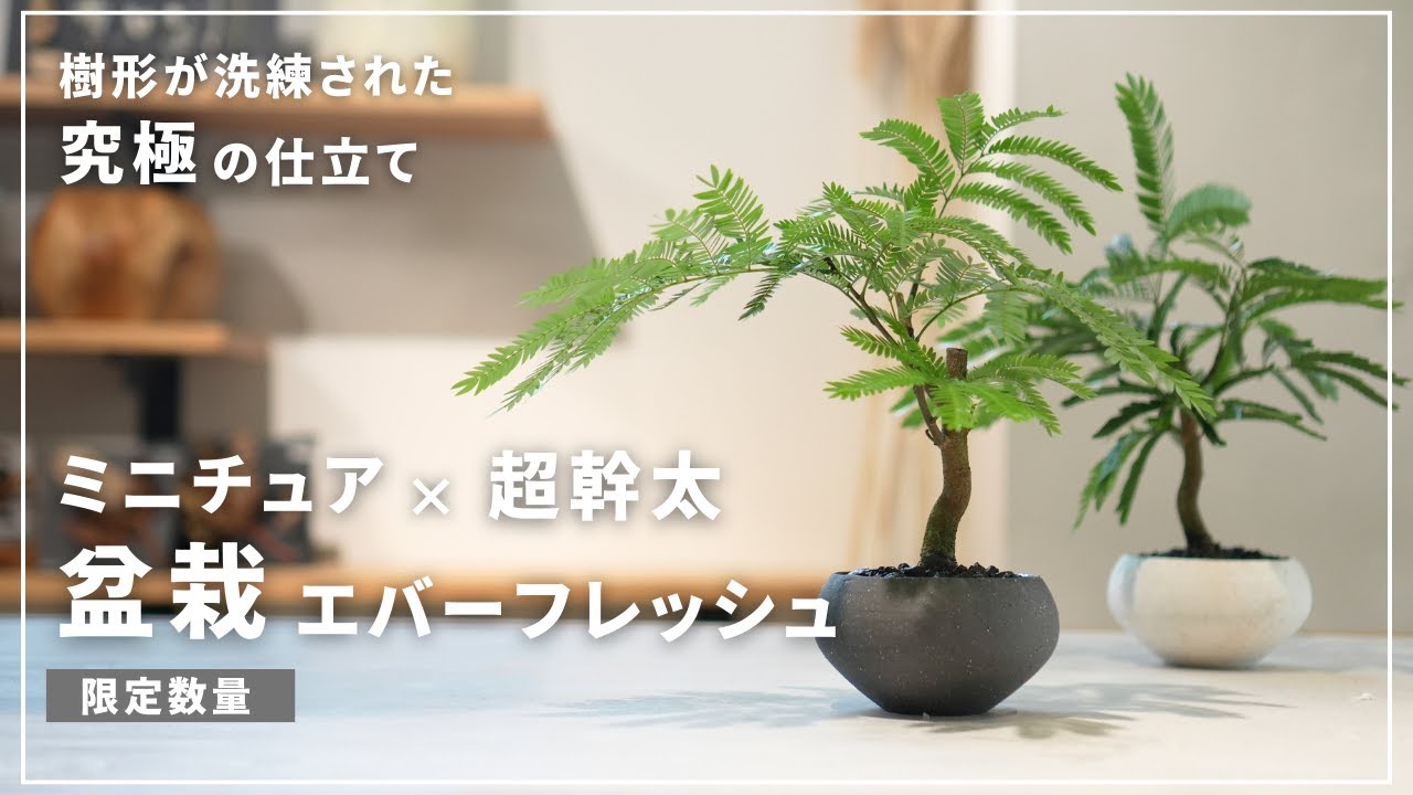 First arrival in 2025] This is the ultimate bonsai miniature thick