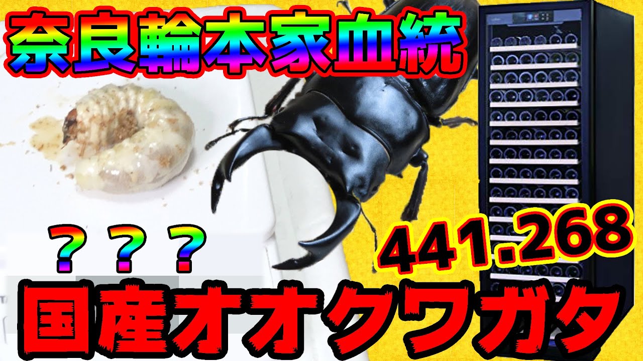 極】オオクワガタの幼虫をワインセラーで飼育&管理！キンキンに冷えた