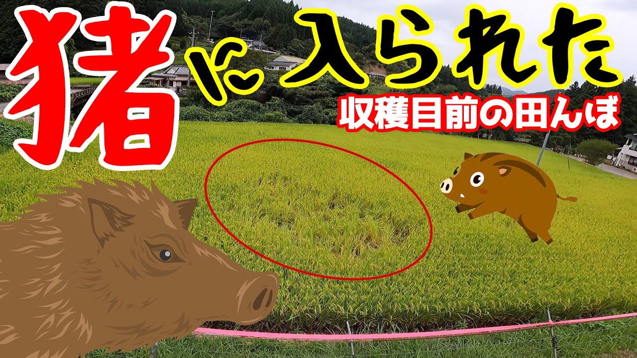 米作り】収穫目前の田んぼがイノシシの被害にあいました。急いで