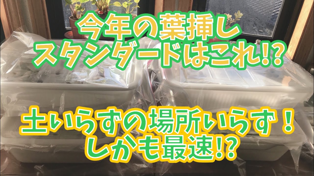 倉敷多肉工房】葉挿しの確率を上げる❤️ しかも冬なのに最速🎶 - YouTube