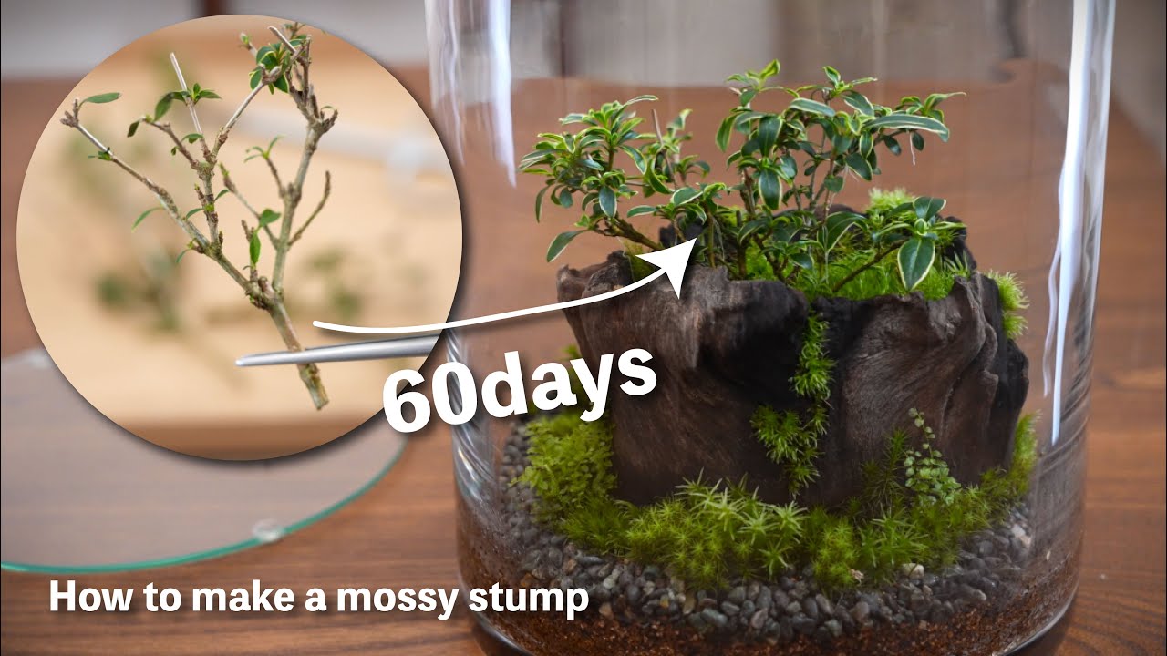 How to propagate cuttings from pruned bonsai branches: 