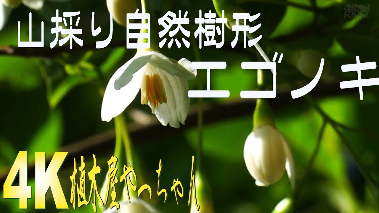 山採り自然樹形 エゴノキ 花 2023 - YouTube