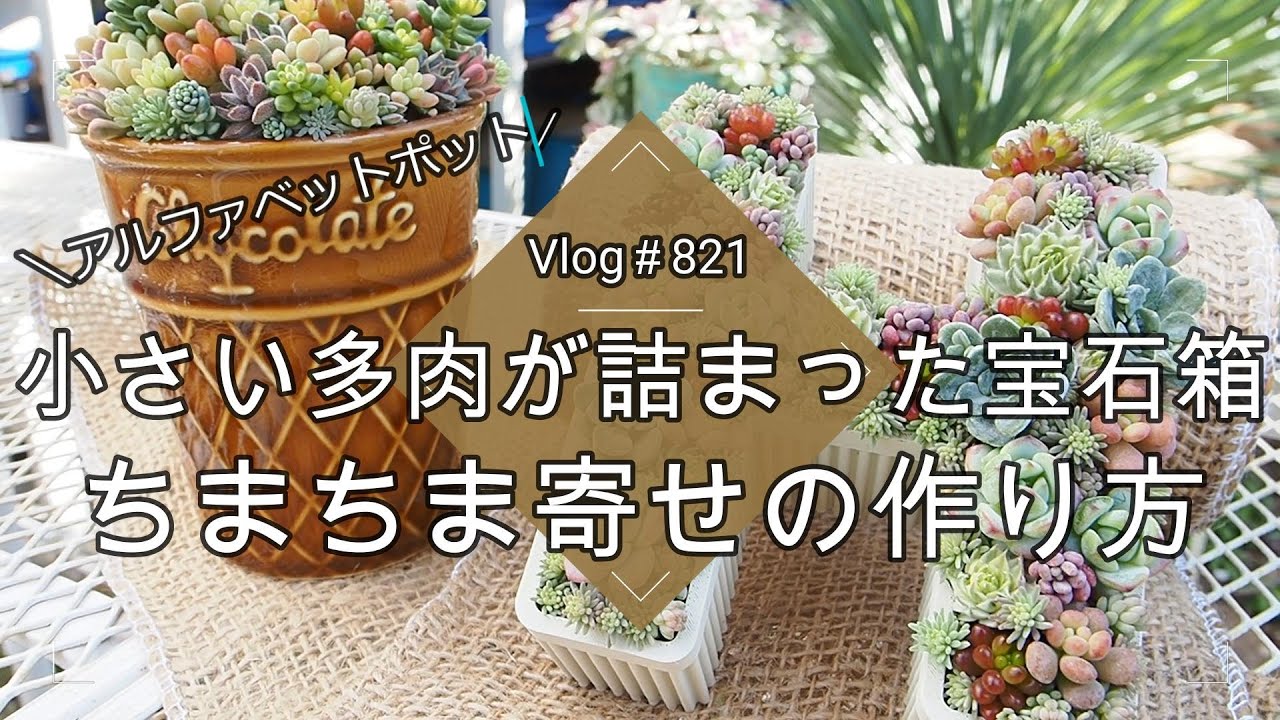 Vlog821】【多肉植物】ちまちま寄せの作り方💕小さい多肉が詰まった