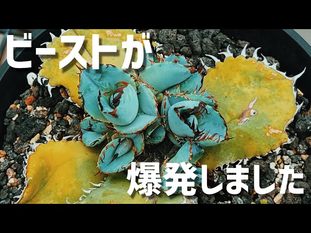 Beast] A lot of offspring appeared in one year after the body was