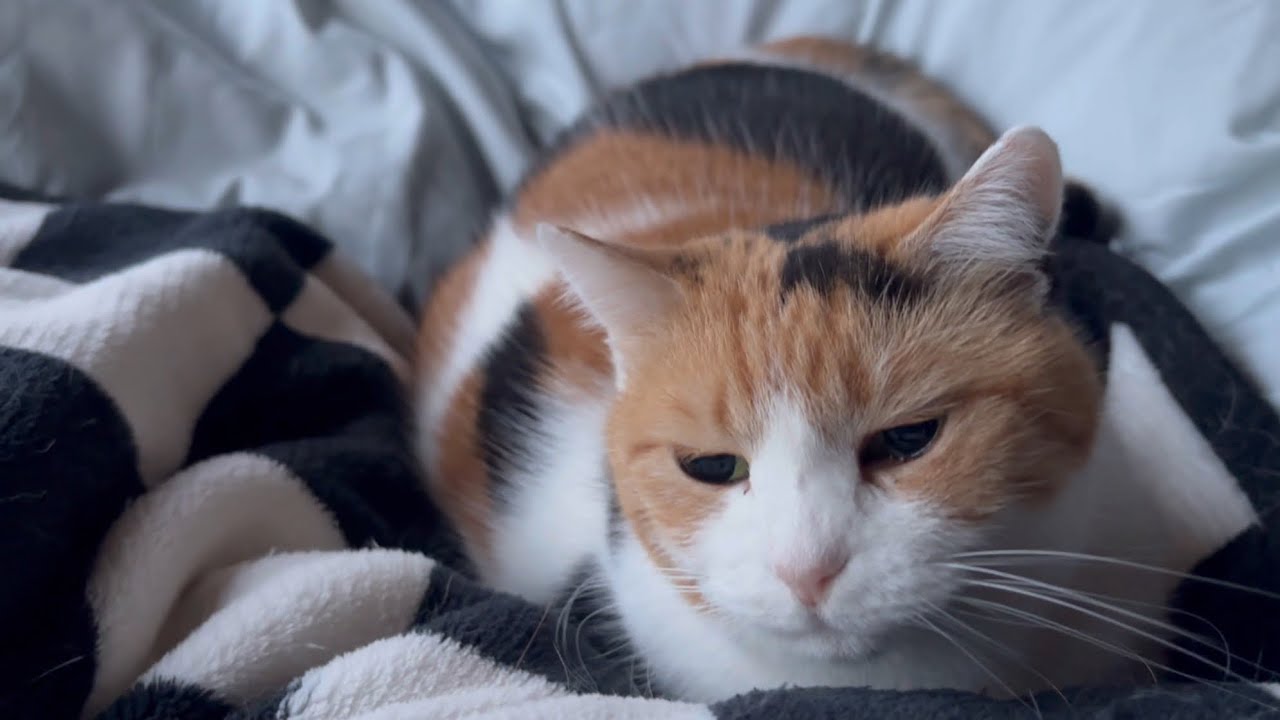 ひとり遊びの最中に『テレビが気になった三毛猫』→映っていたのは