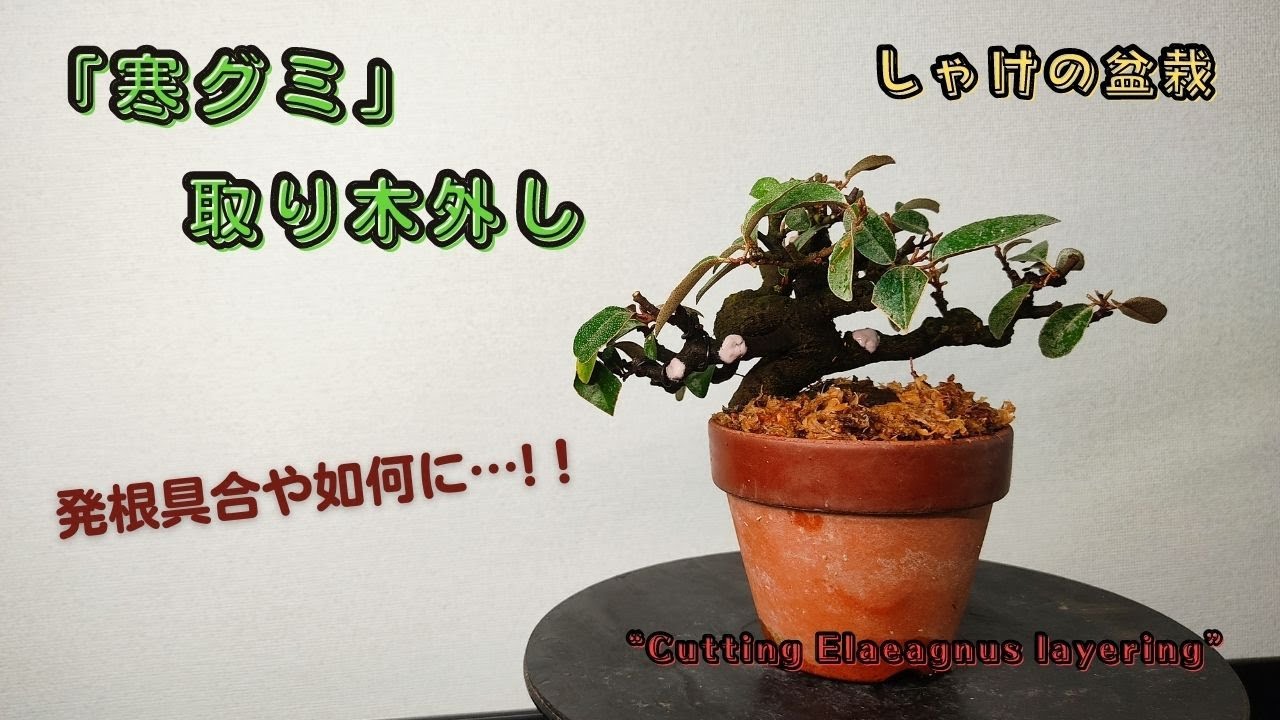 発根具合や如何に!！取り木後の処理・保護「寒グミ取り木外し」How