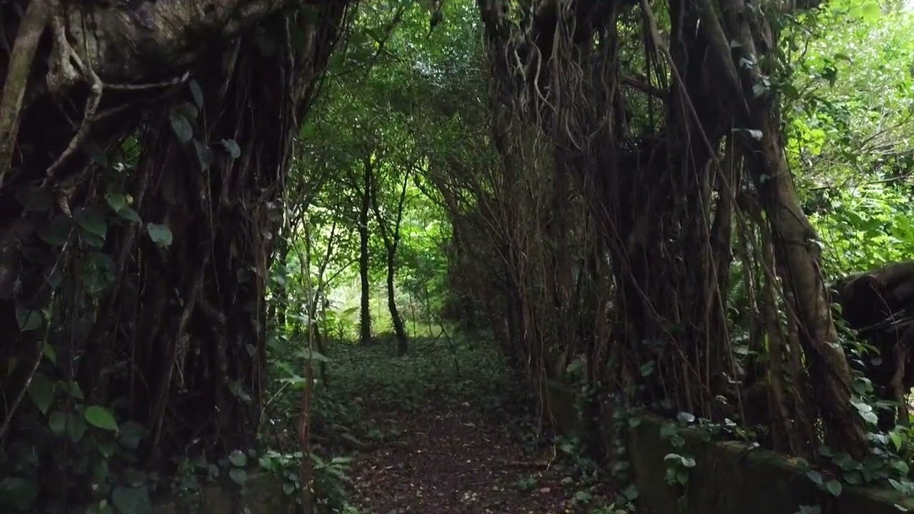 樹齢400年 奄美一の巨大ガジュマルの木【奄美大島観光】 The 400 year