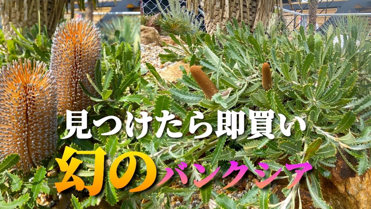 バンクシア・ピグミーポッサム】幻のオージープランツ！耐寒性があり