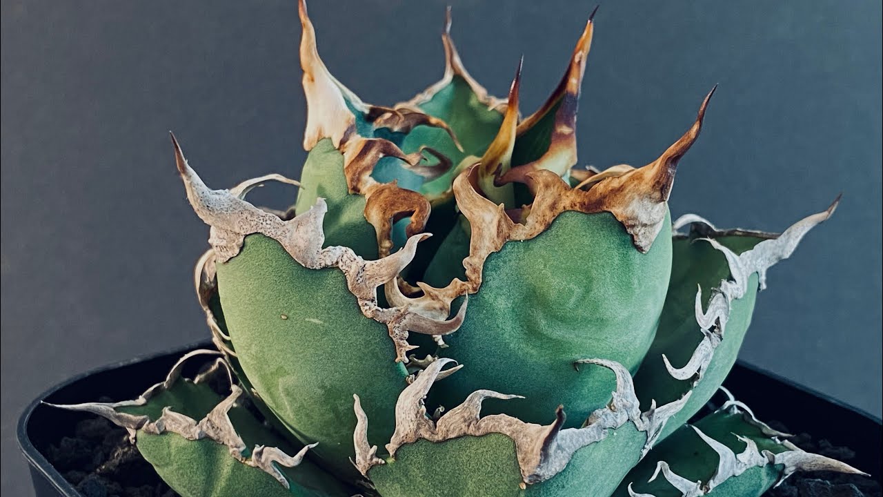 アガベ・チタノタ シーザー（凱撒）中-019｜agave titanota caesar |