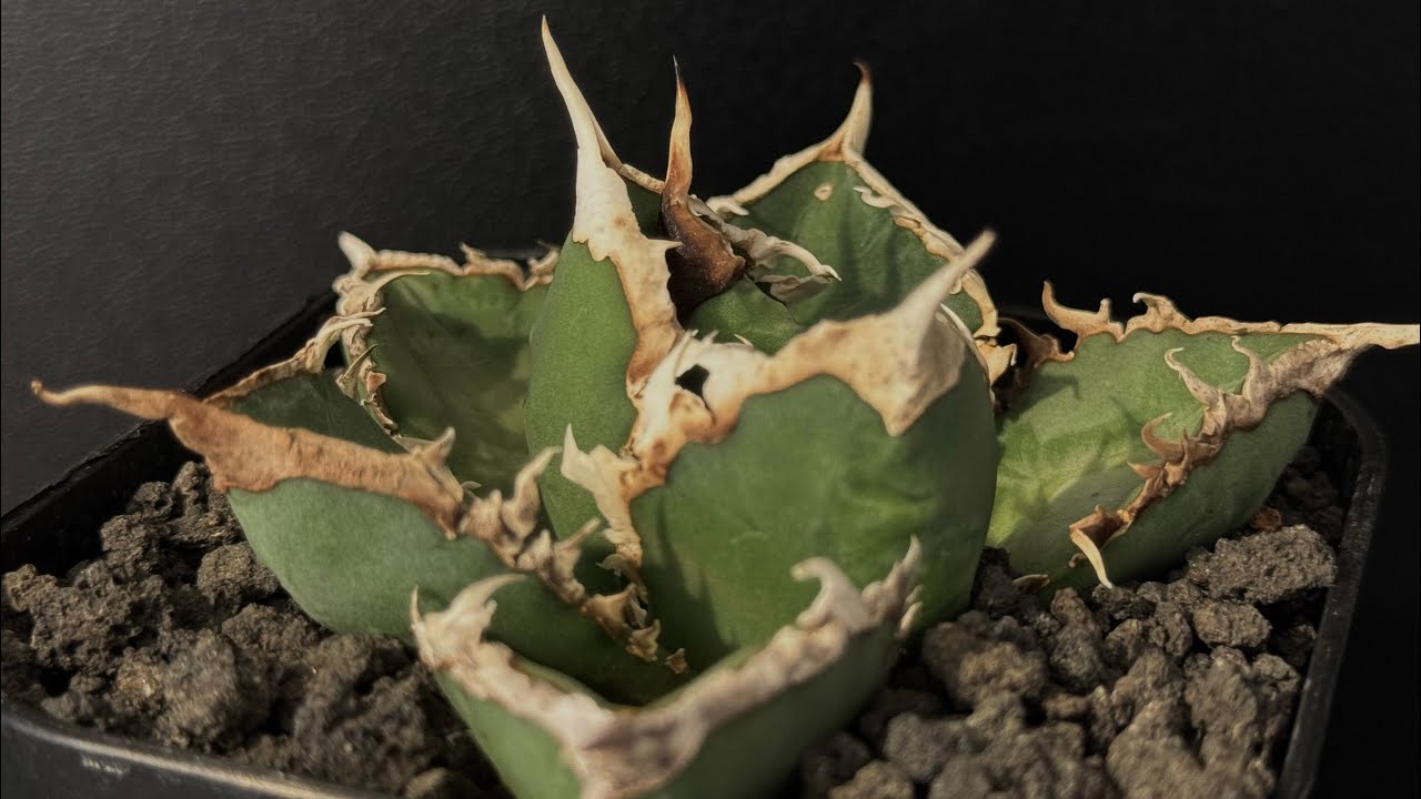 ◇厳選◇アガベ・チタノタ 狼人（小株）-036｜agave titanota were wol