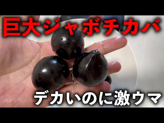 Super rare fruit] The biggest jaboticaba I've ever seen was so